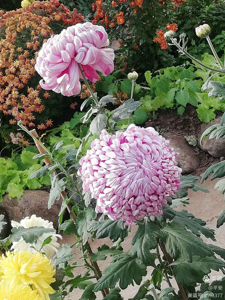 《重阳赏菊》